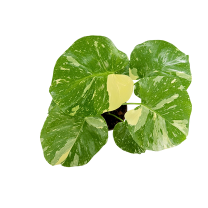 6" Monstera Thai Constellation