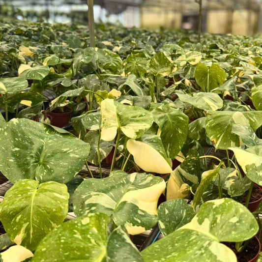 6" Monstera Thai Constellation