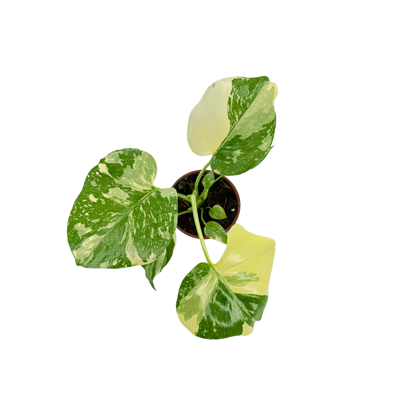 4” Monstera Thai Constellation