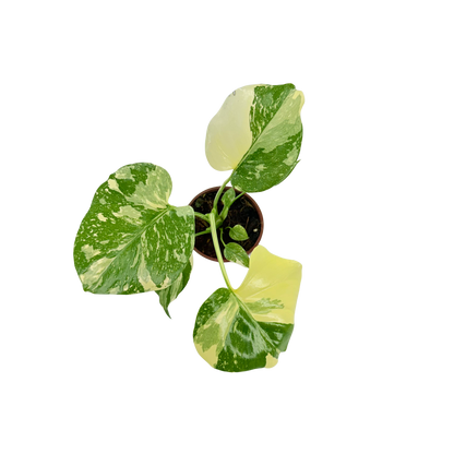 4” Monstera Thai Constellation