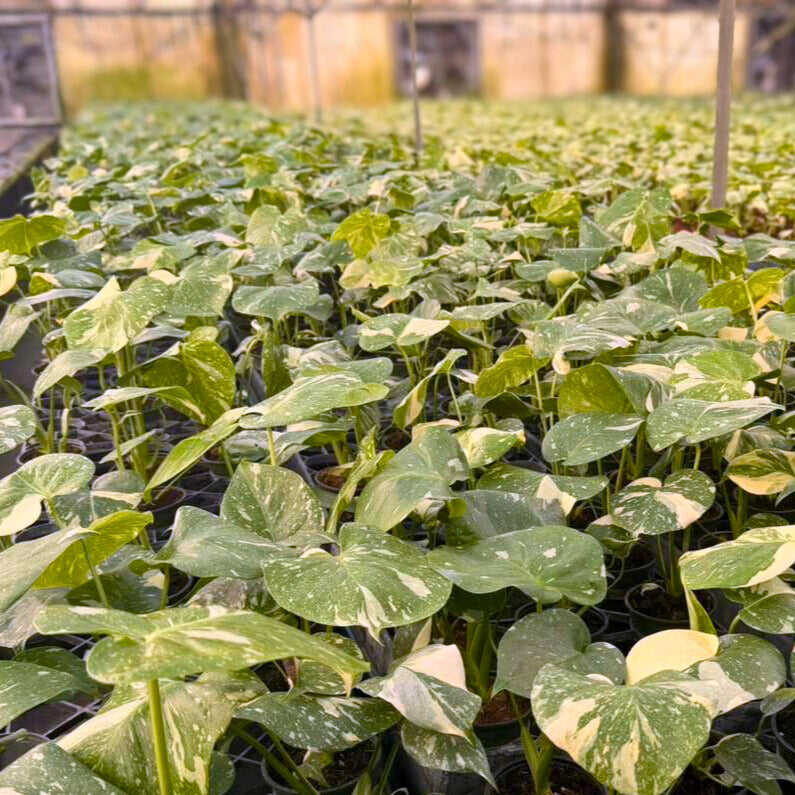 4” Monstera Thai Constellation