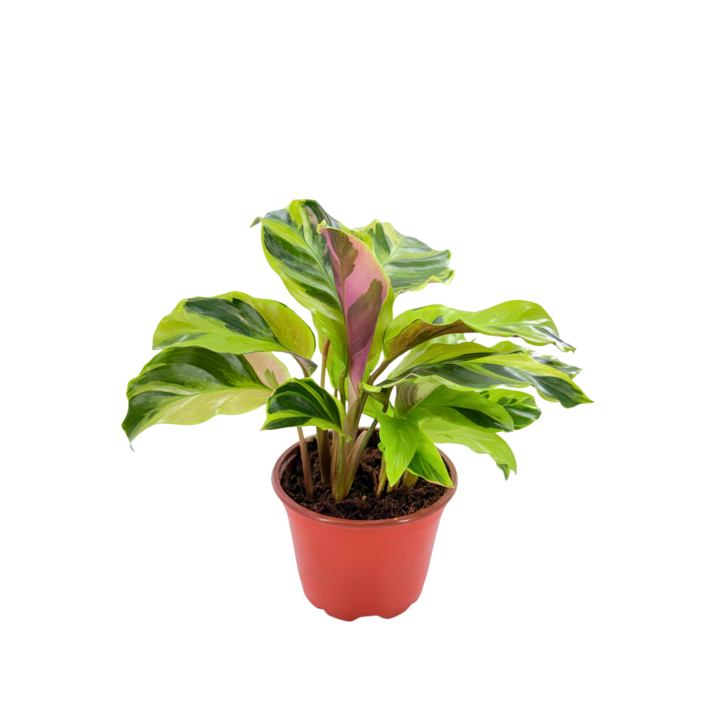 4” Calathea Yellow Allusion