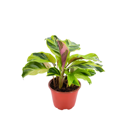 4” Calathea Yellow Allusion