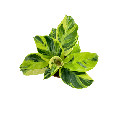 4” Calathea Yellow Allusion