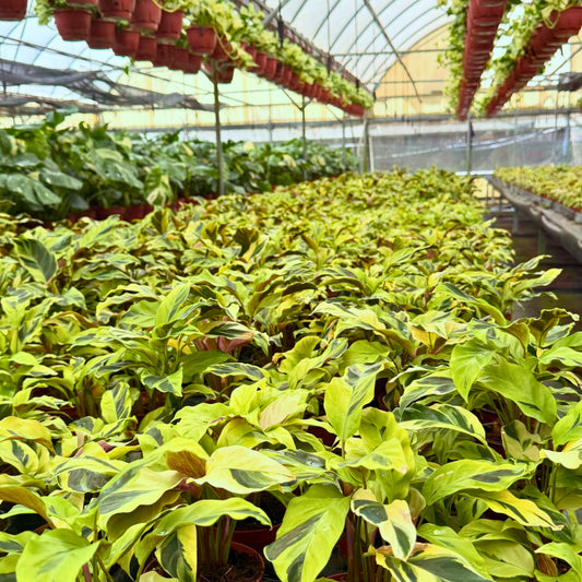 4” Calathea Yellow Allusion