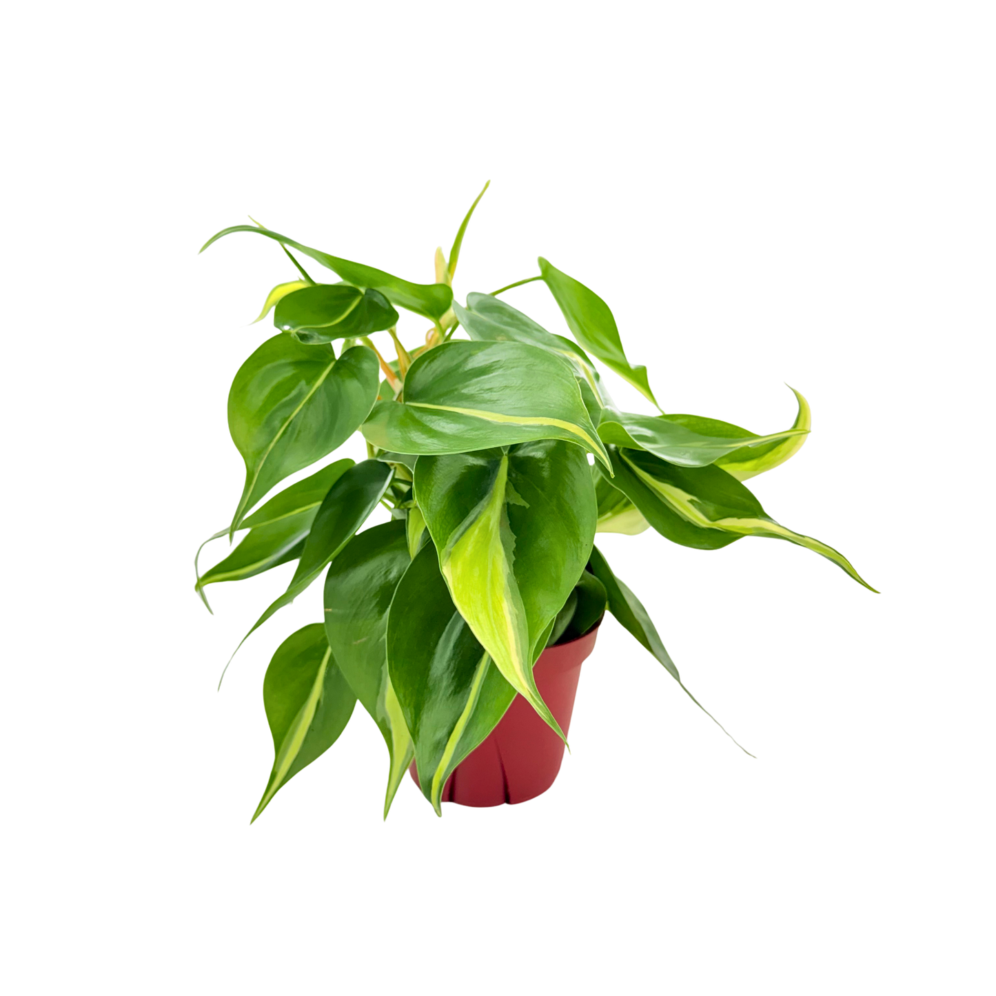 4"  Philodendron Rio