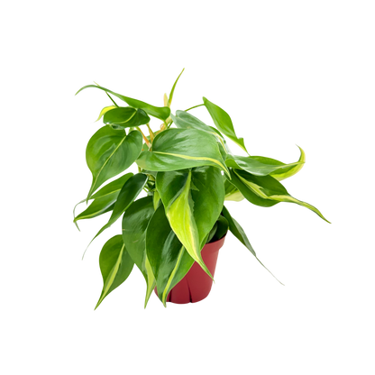 4"  Philodendron Rio