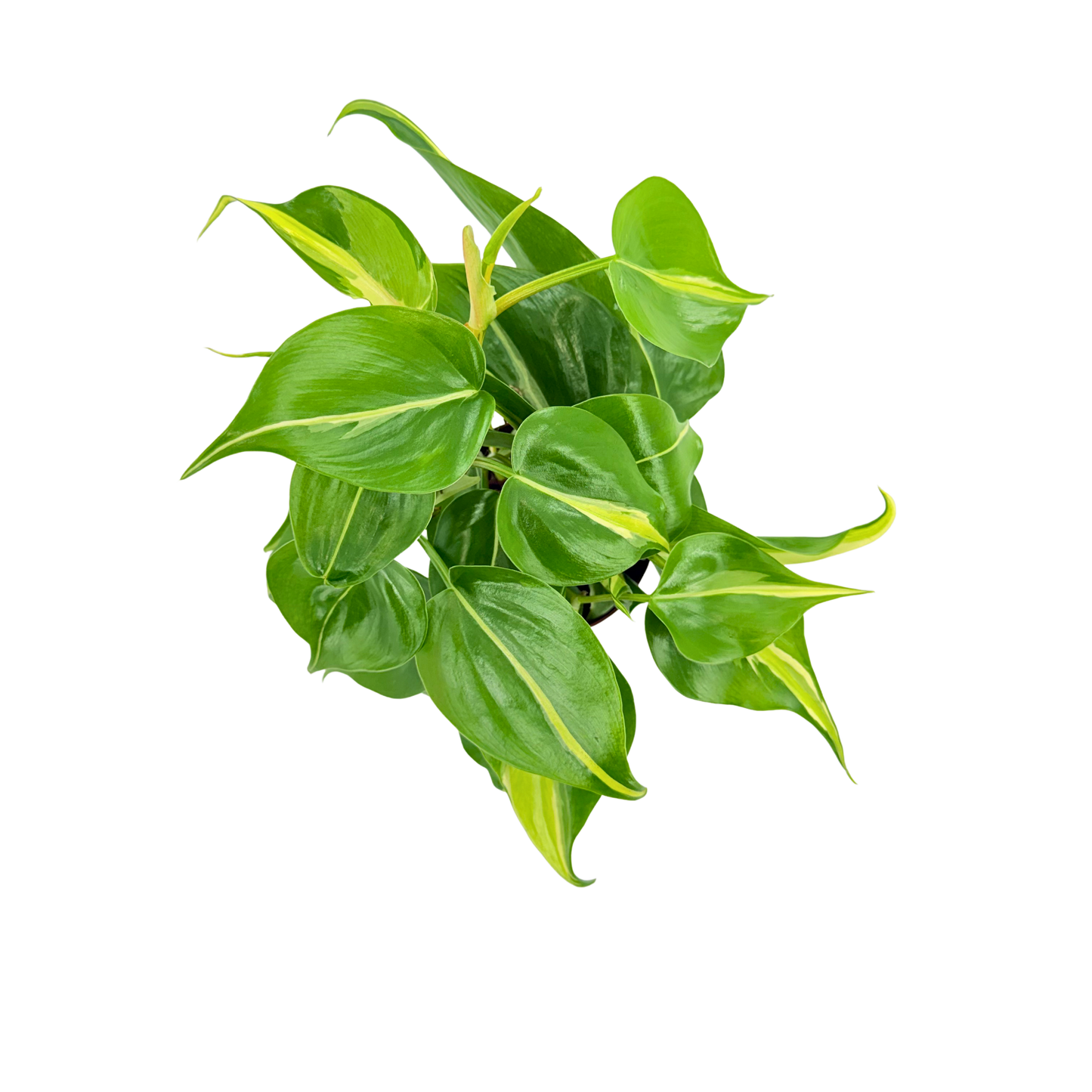 4"  Philodendron Rio