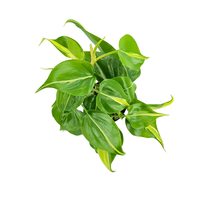 4"  Philodendron Rio