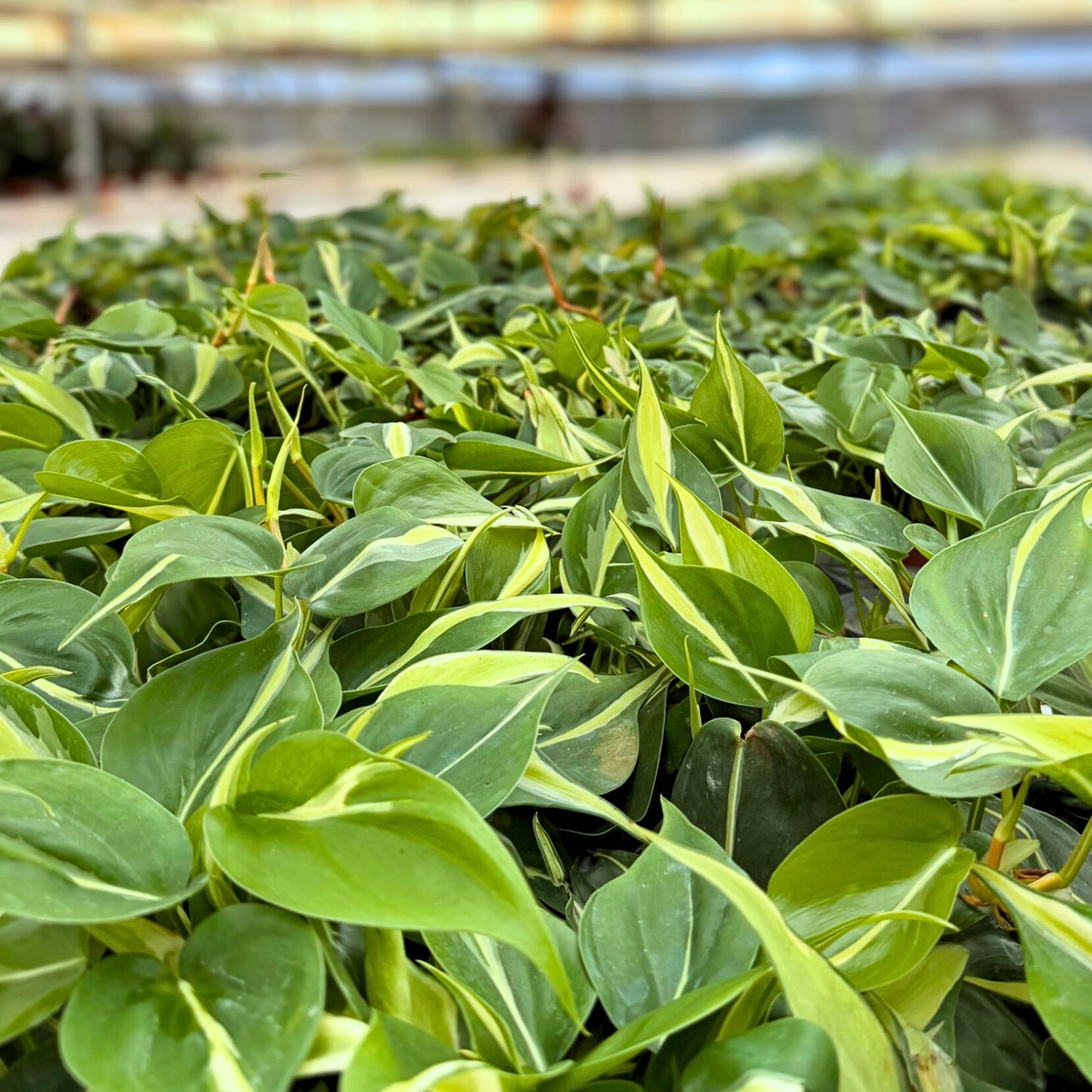 4"  Philodendron Rio