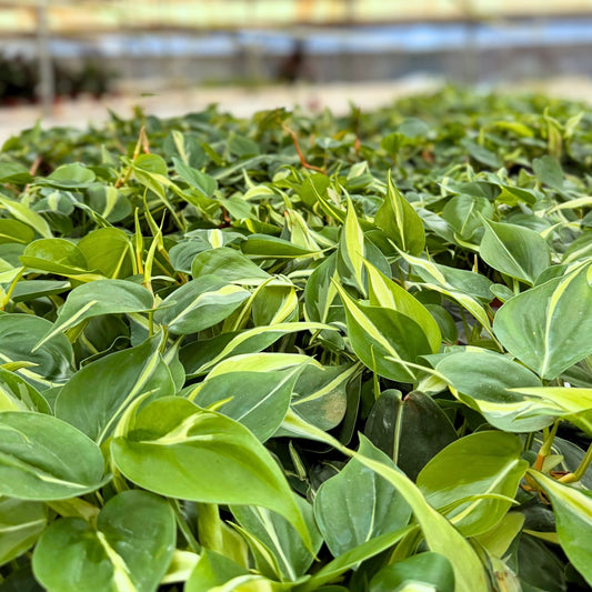 4"  Philodendron Rio