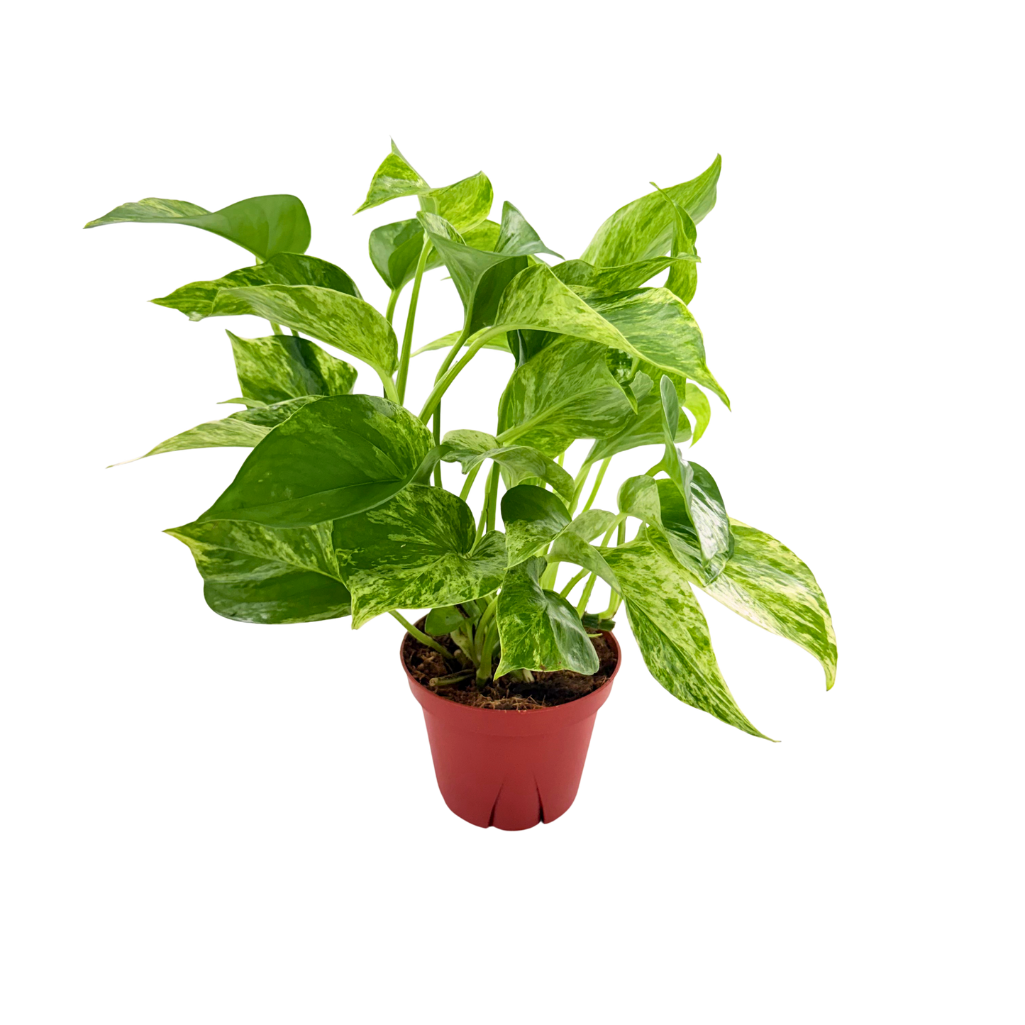 4” Pothos Marble Queen