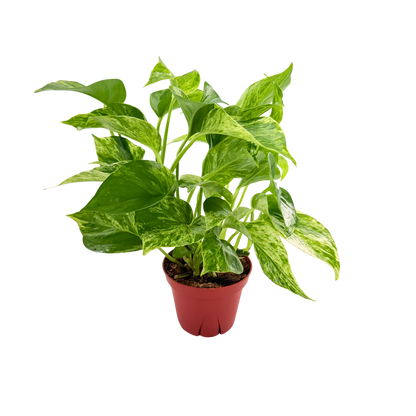 4” Pothos Marble Queen