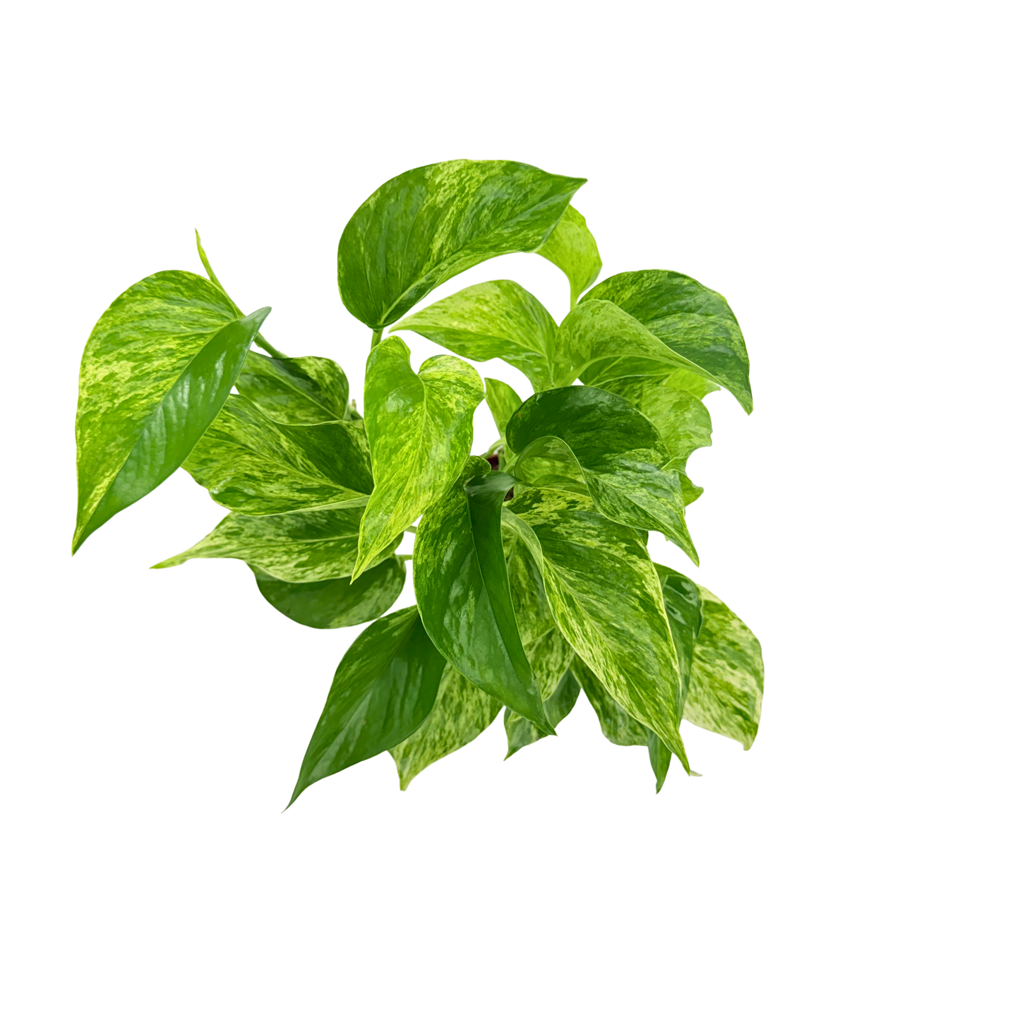 4” Pothos Marble Queen