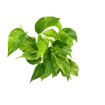 4” Pothos Marble Queen