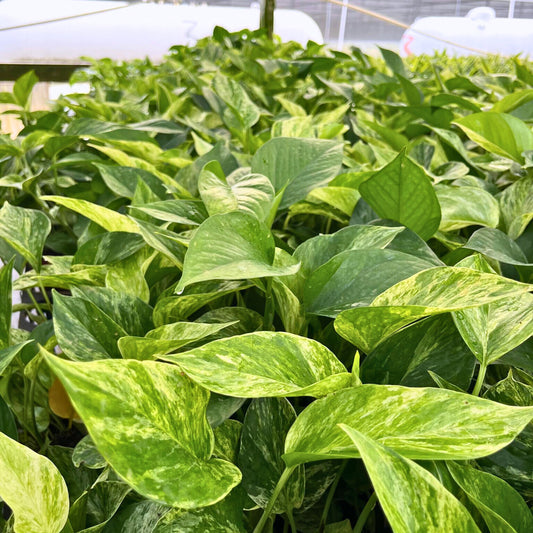 4” Pothos Marble Queen