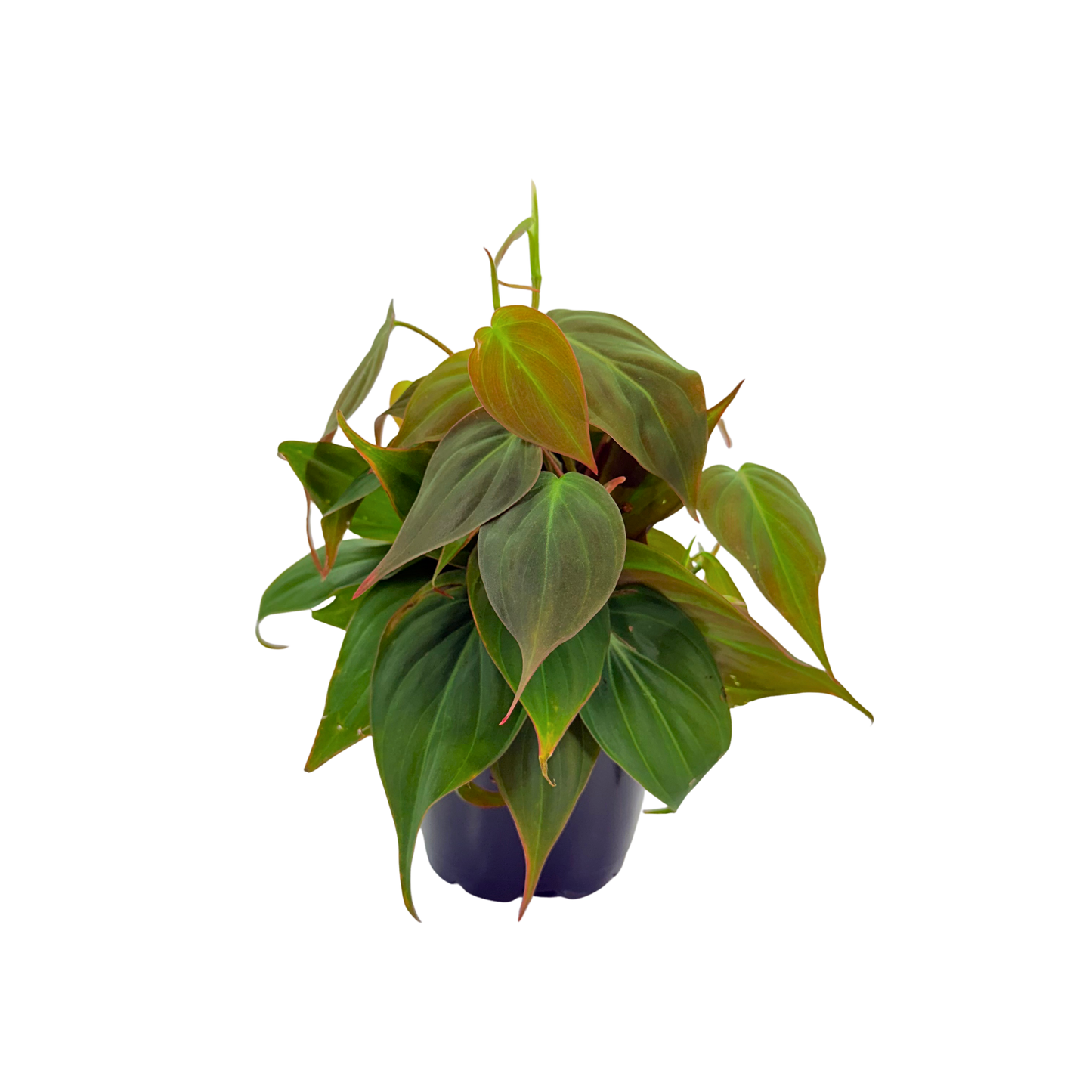 4" Philodendron Mican