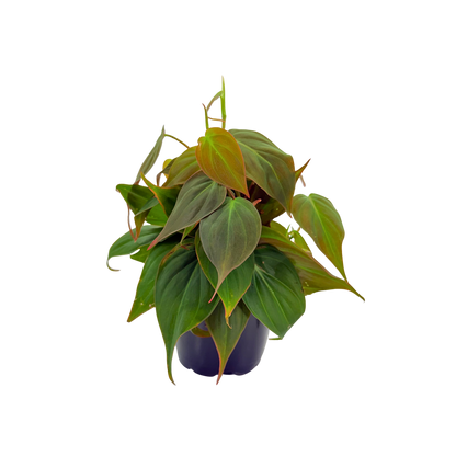 4" Philodendron Mican