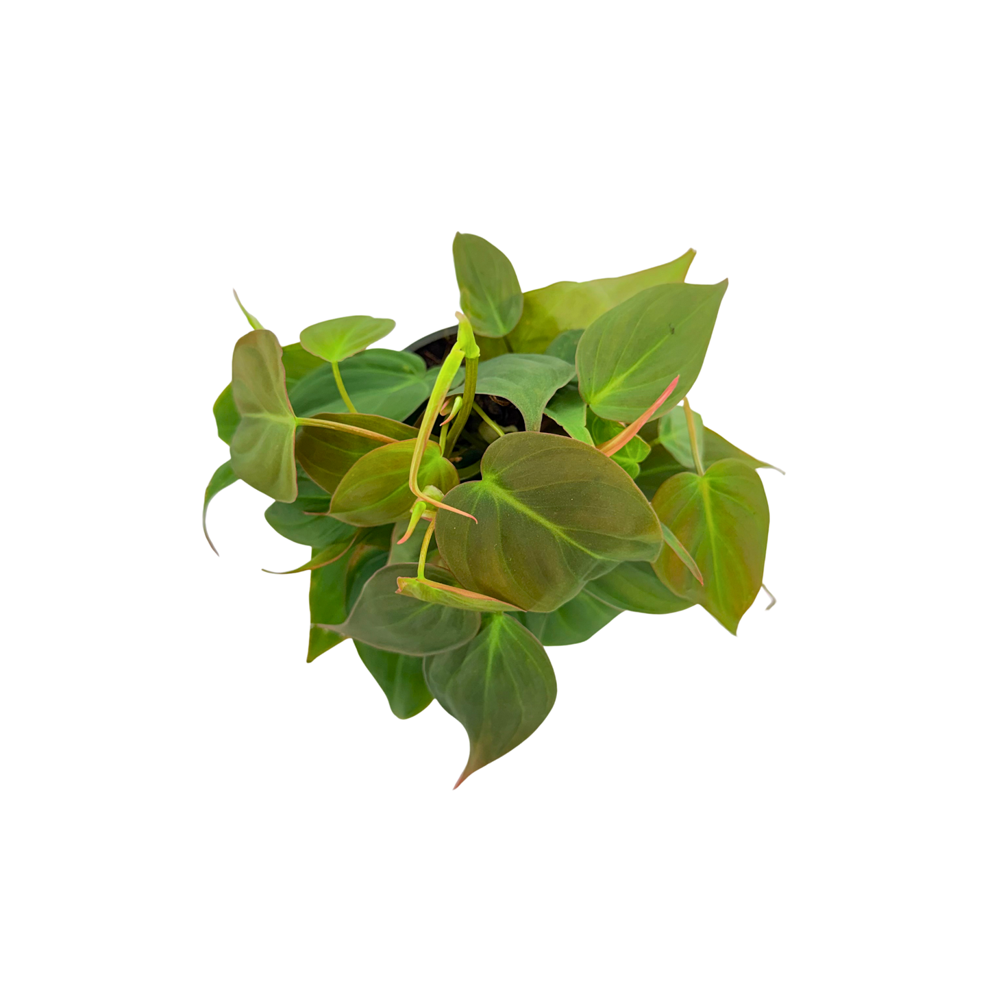 4" Philodendron Mican