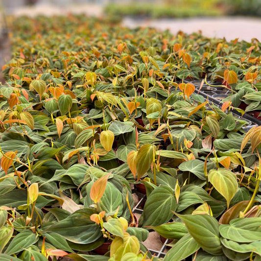 4" Philodendron Mican