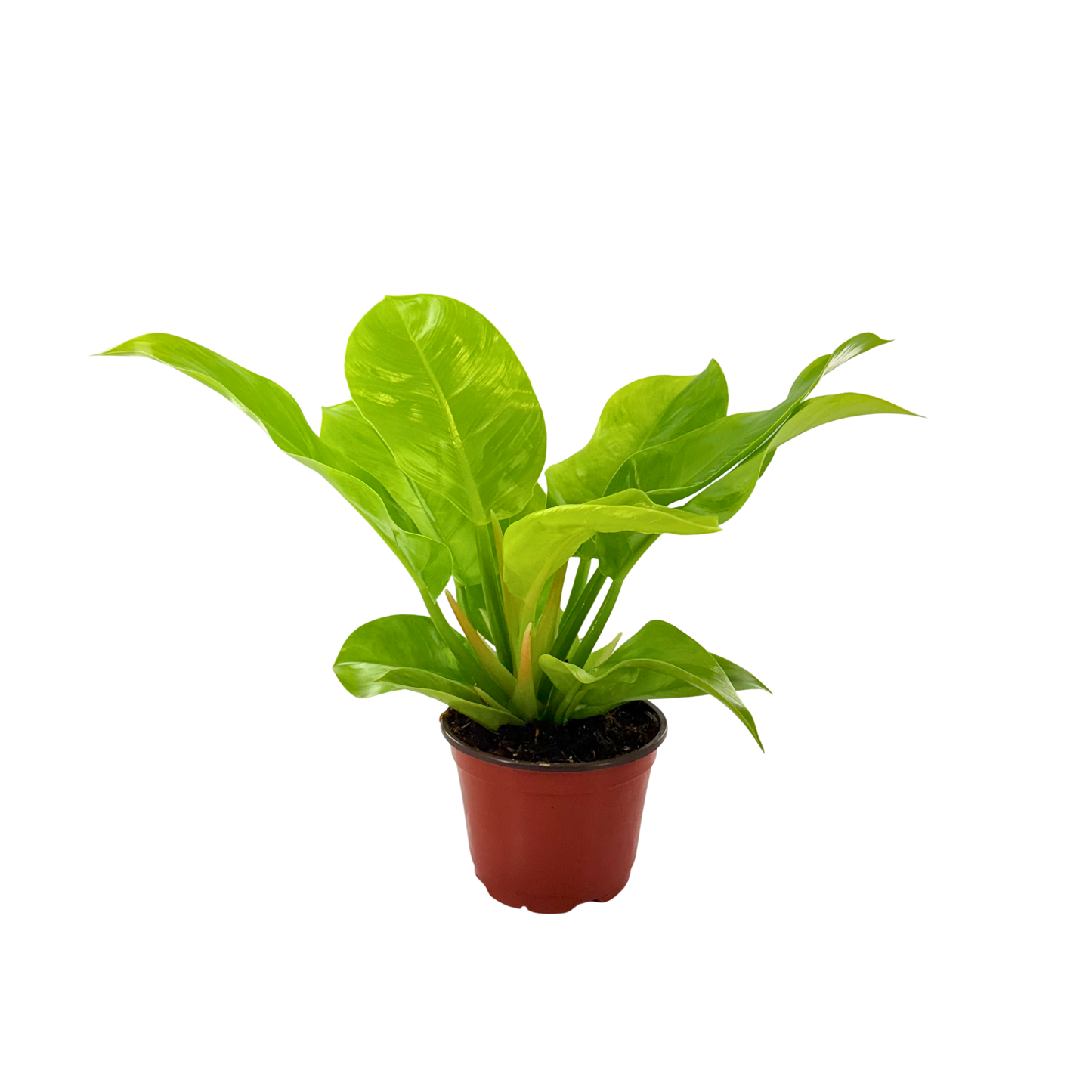 6" Philodendron Moonlight