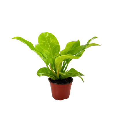 6" Philodendron Moonlight