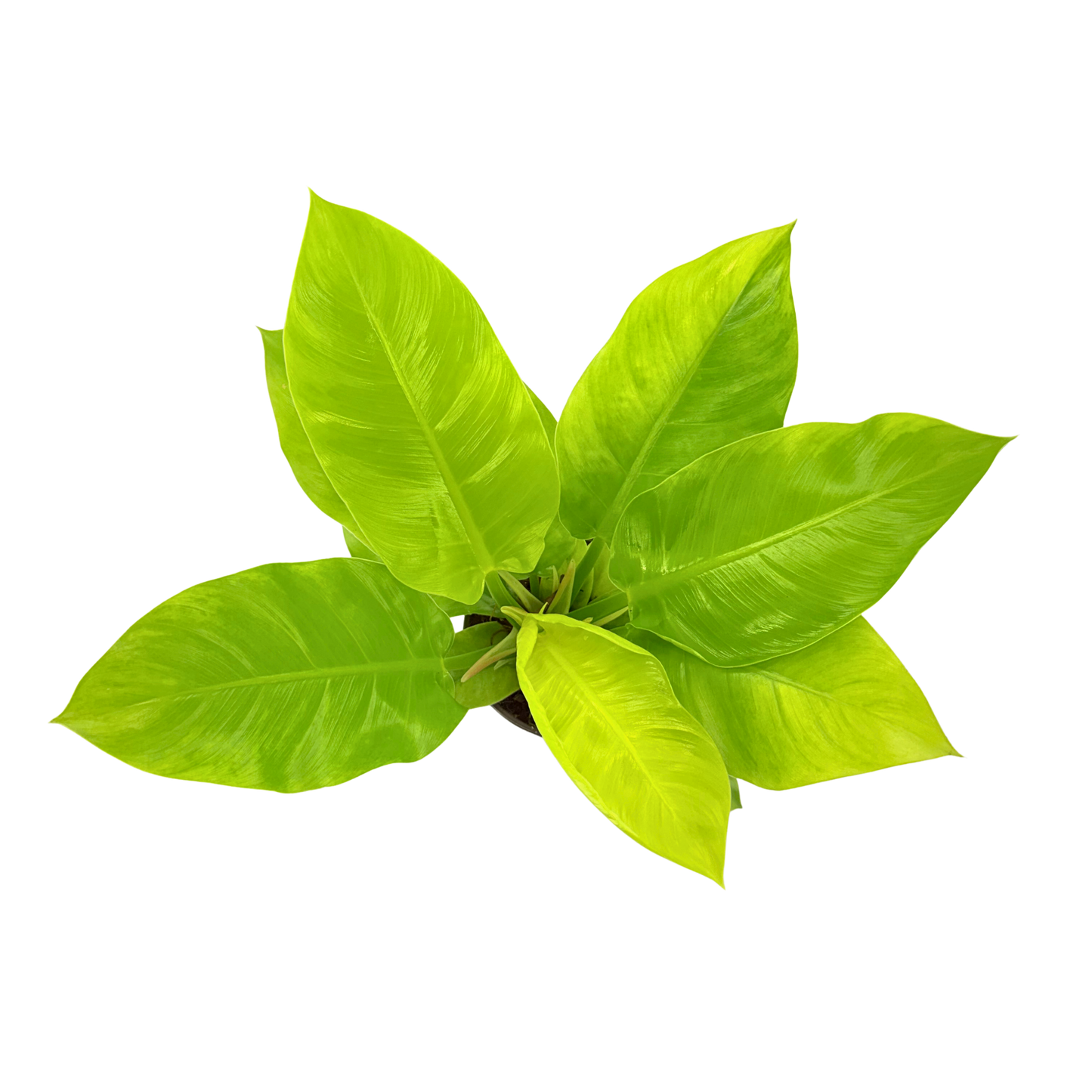 6" Philodendron Moonlight