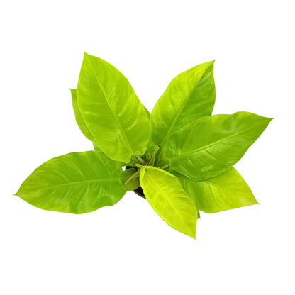 6" Philodendron Moonlight