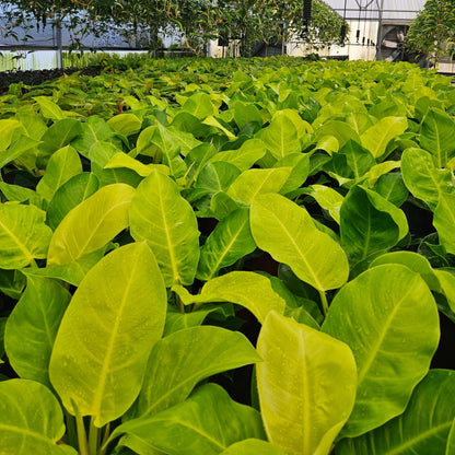 6" Philodendron Moonlight