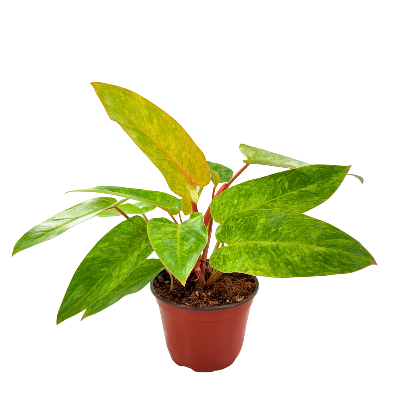 6" Philodendron Painted Lady