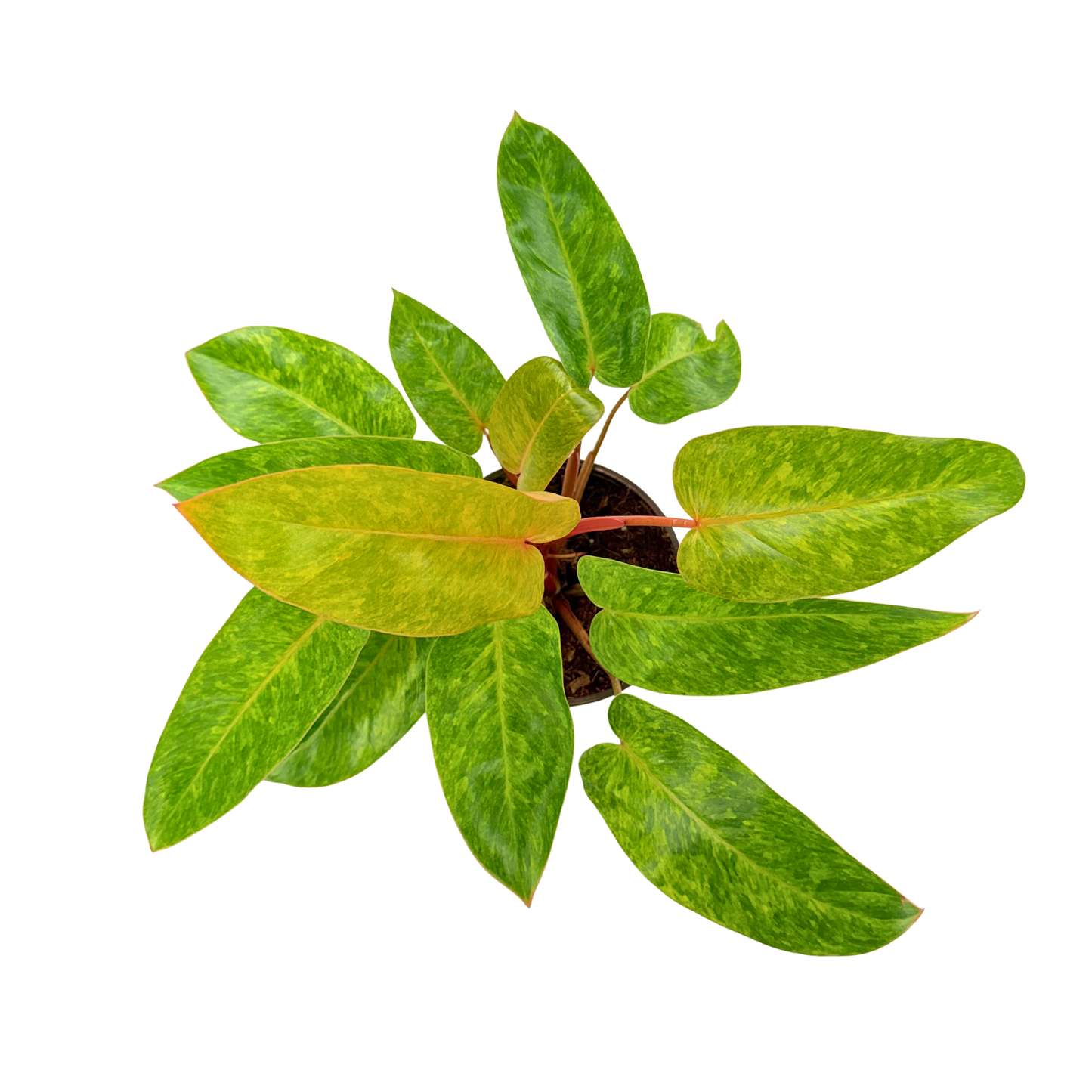 6" Philodendron Painted Lady