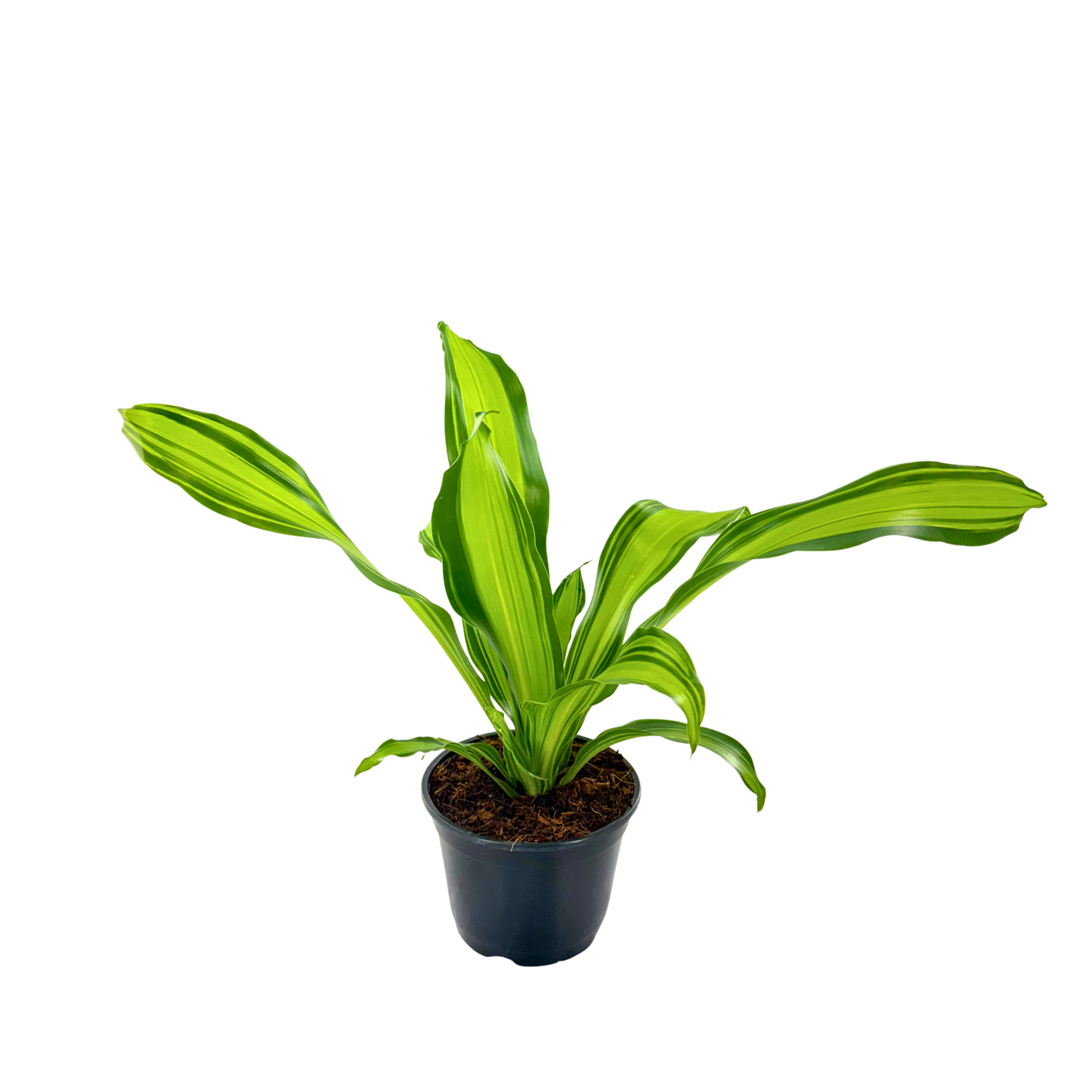 6” Dracaena Marley