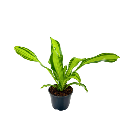 6” Dracaena Marley