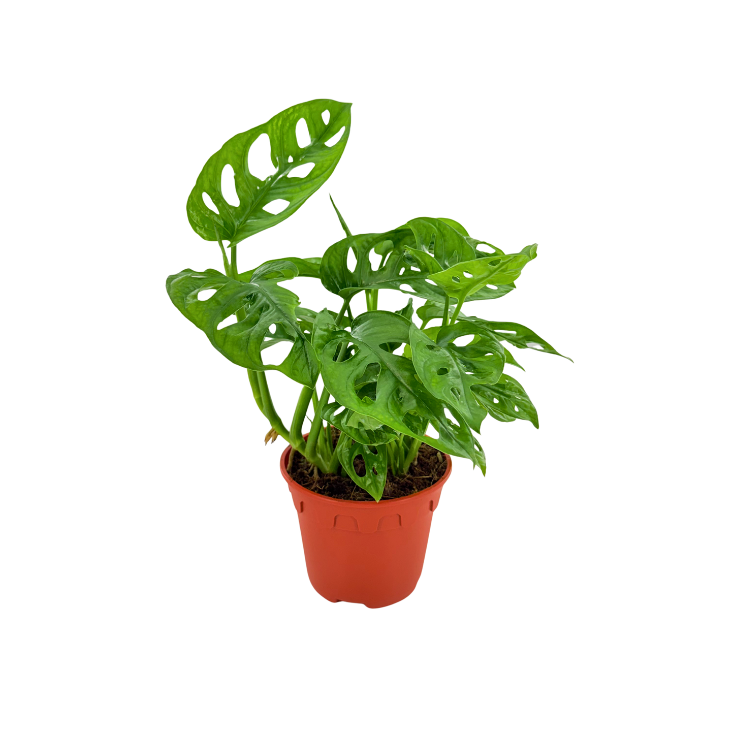 6" Monstera Swiss Cheese
