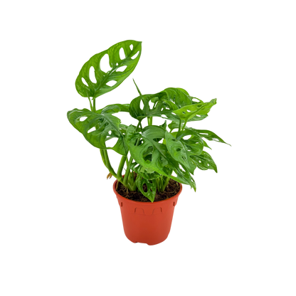 6" Monstera Swiss Cheese
