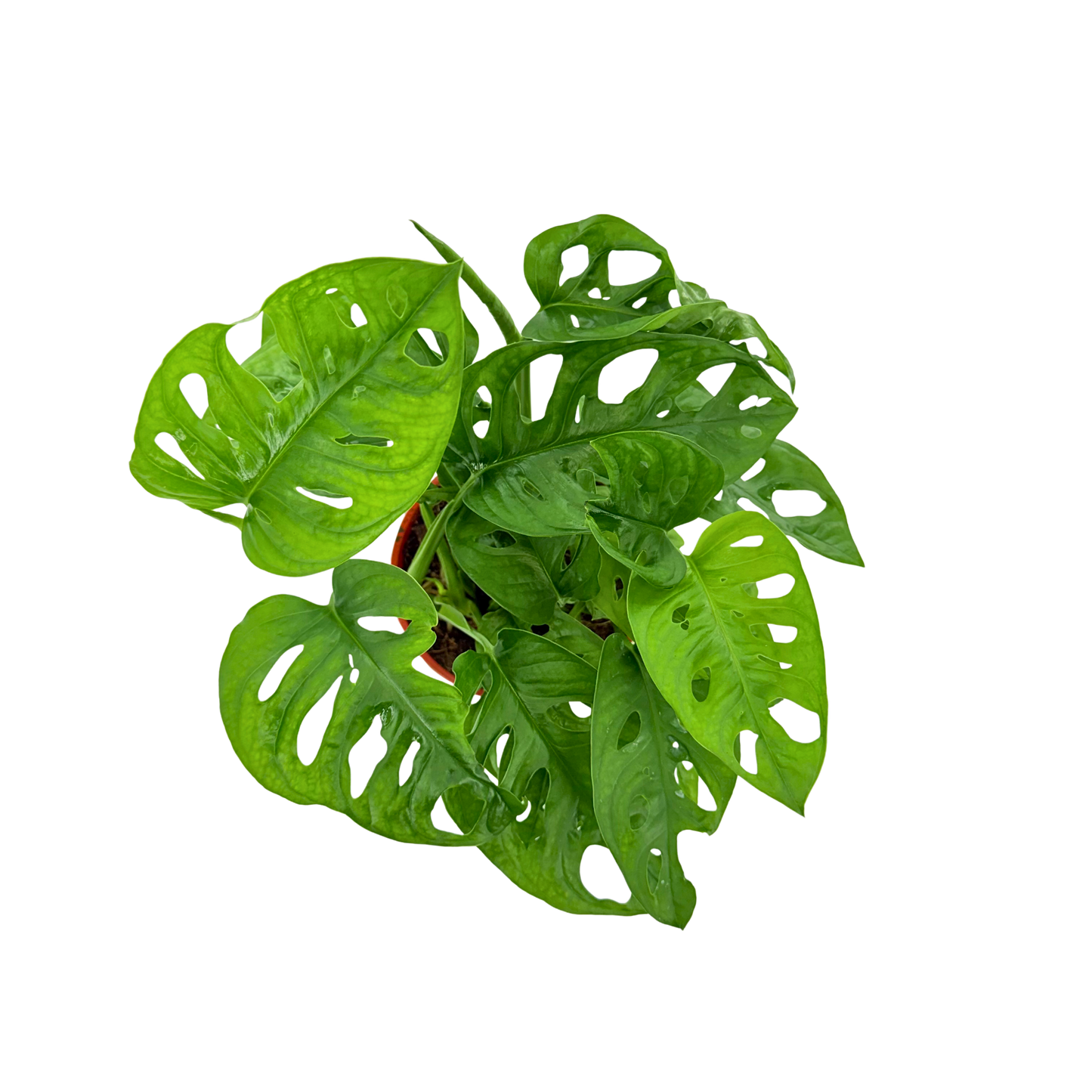 6" Monstera Swiss Cheese