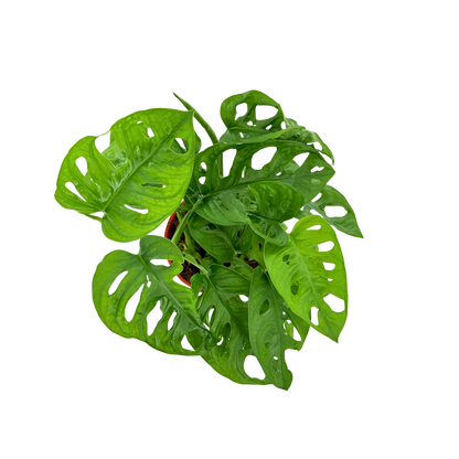 6" Monstera Swiss Cheese