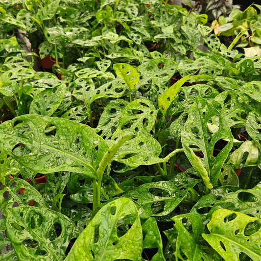 6" Monstera Swiss Cheese