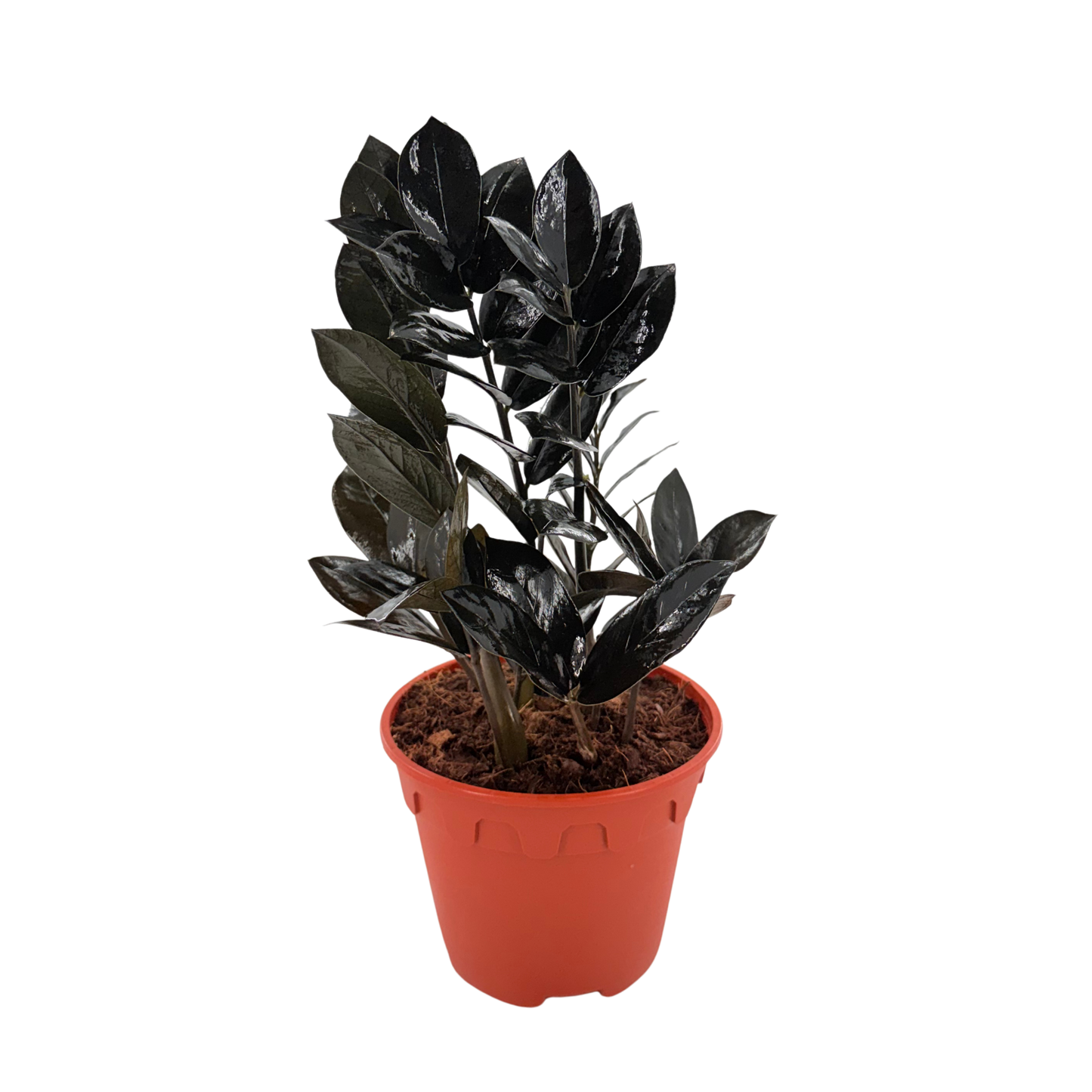 6” Zamioculcas Black Queen ZZ (USPP33531)