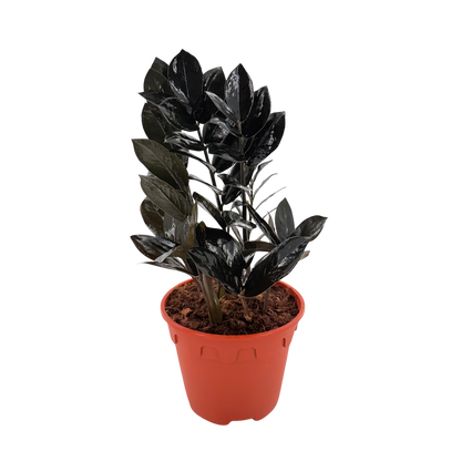6” Zamioculcas Black Queen ZZ (USPP33531)