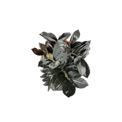 6” Zamioculcas Black Queen ZZ (USPP33531)