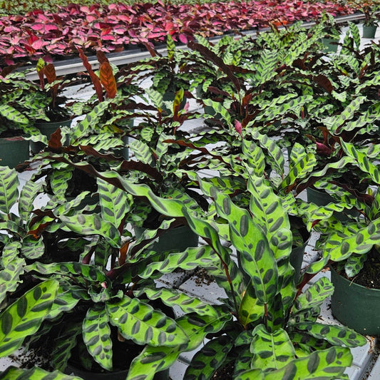 6” Calathea Lancifolia