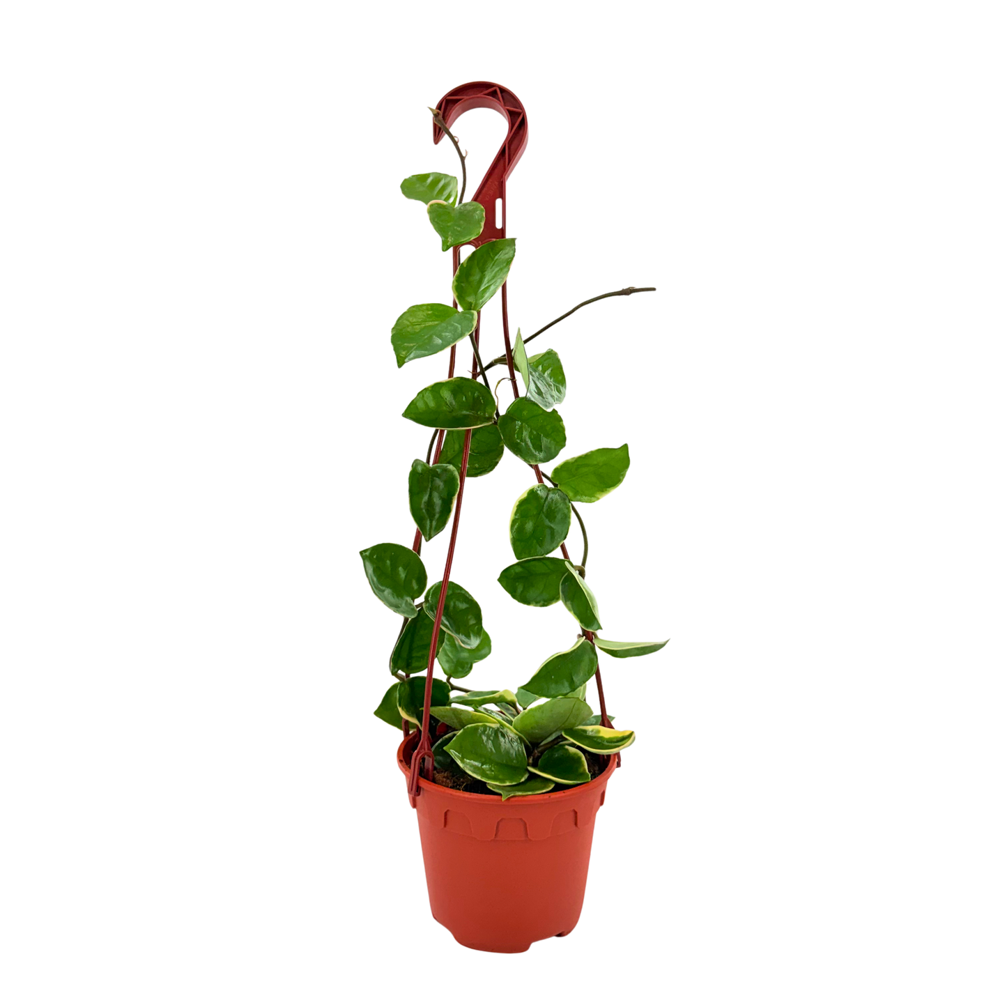 6” Hoya Albo Carnosa HB