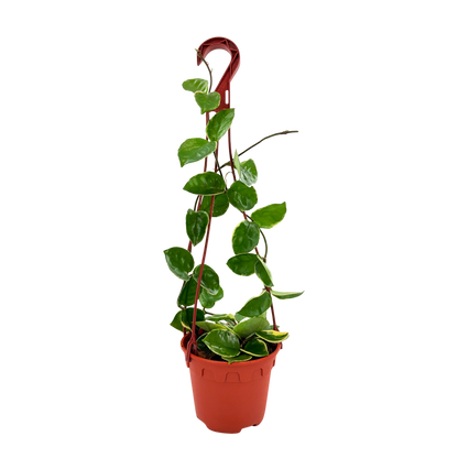 6” Hoya Albo Carnosa HB