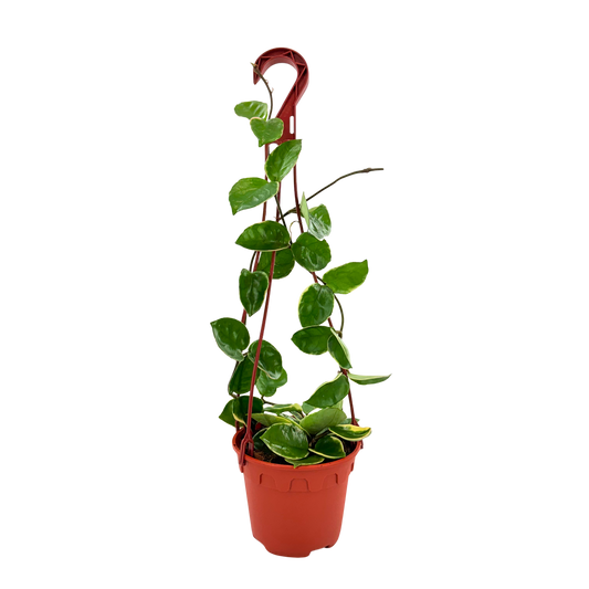 6” Hoya Albo Carnosa HB