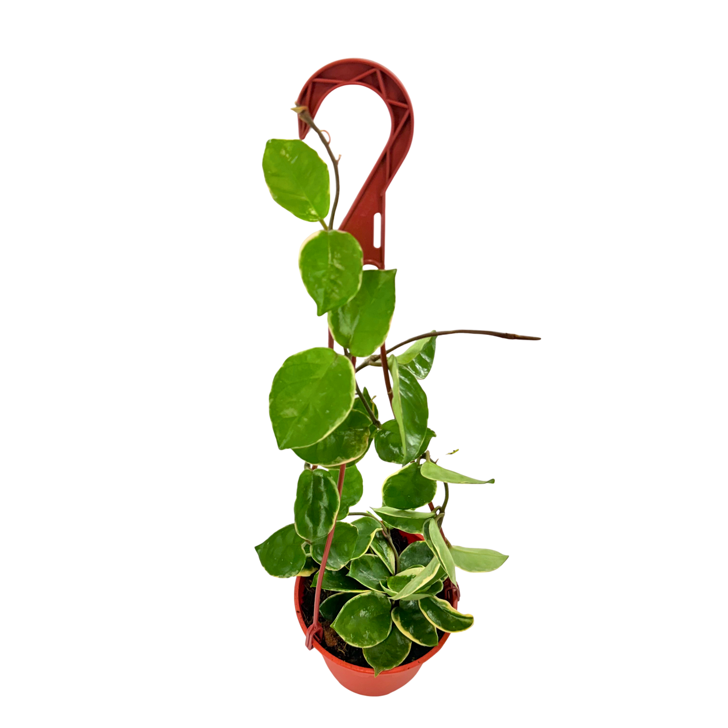 6” Hoya Albo Carnosa HB