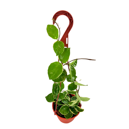 6” Hoya Albo Carnosa HB