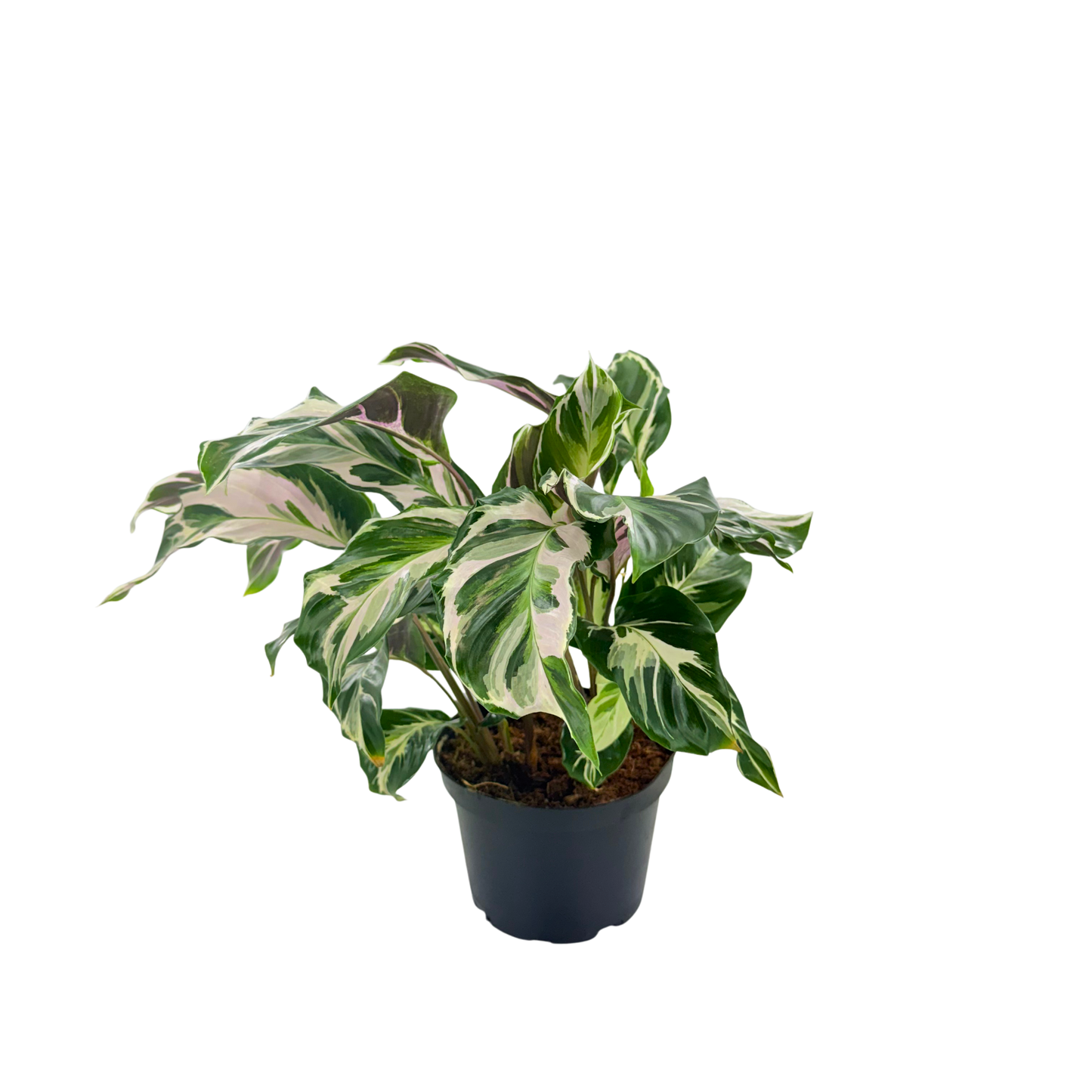 6” Calathea Stella (US PP34710) Propagation Strictly Prohibited