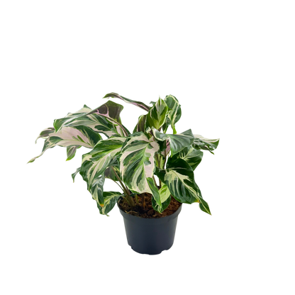 6” Calathea Stella (US PP34710) Propagation Strictly Prohibited