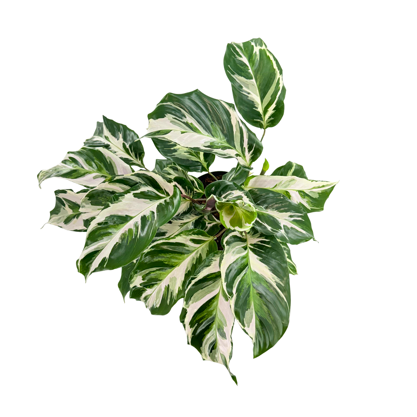 6” Calathea Stella (US PP34710) Propagation Strictly Prohibited